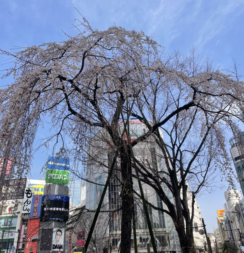 2022年の渋谷ハチ公前スクランブル交差点のしだれ桜